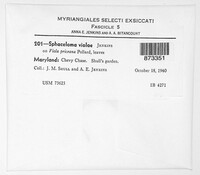 Elsinoe violae image